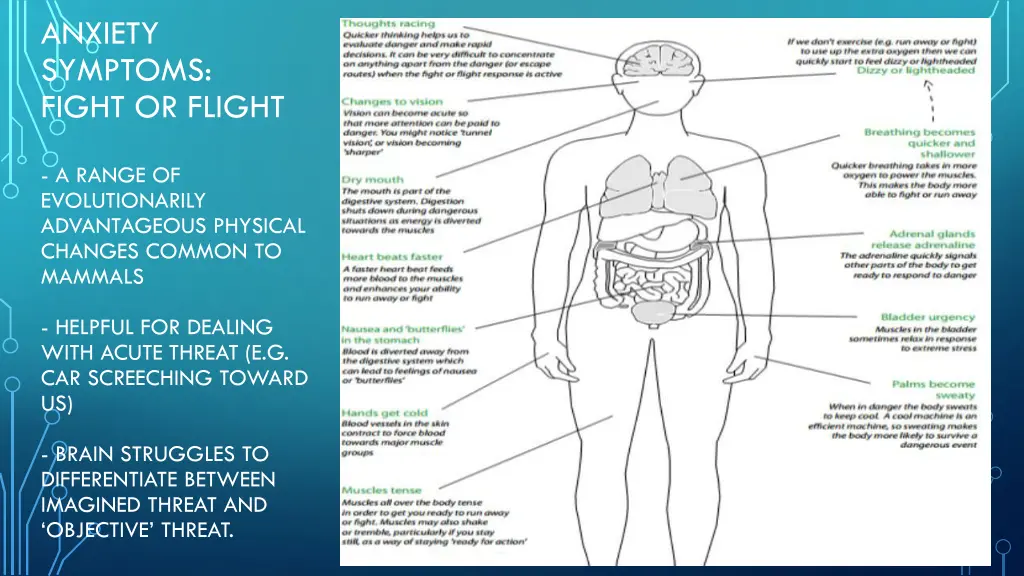 anxiety symptoms fight or flight