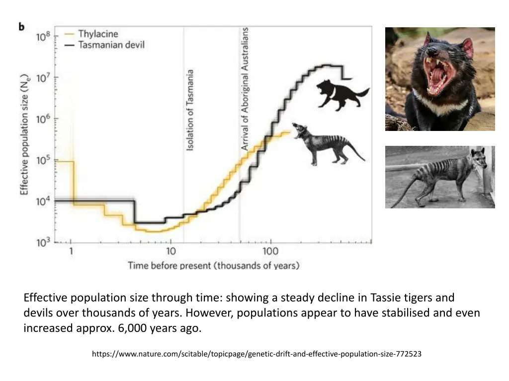 effective population size through time showing
