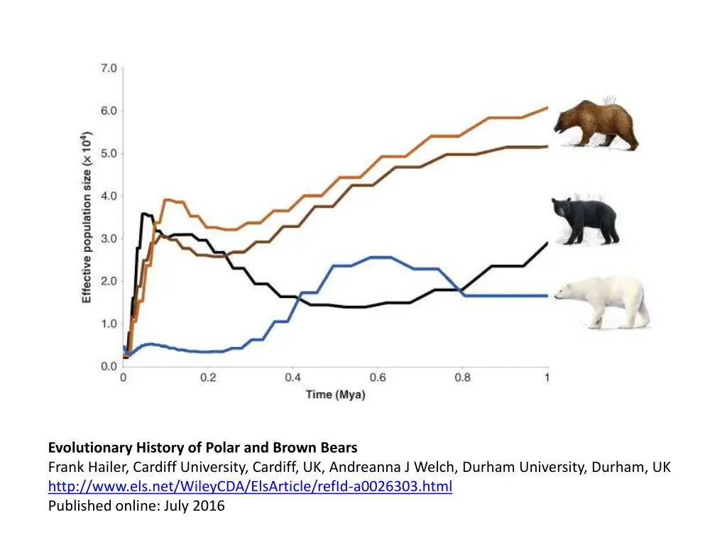 evolutionary history of polar and brown bears