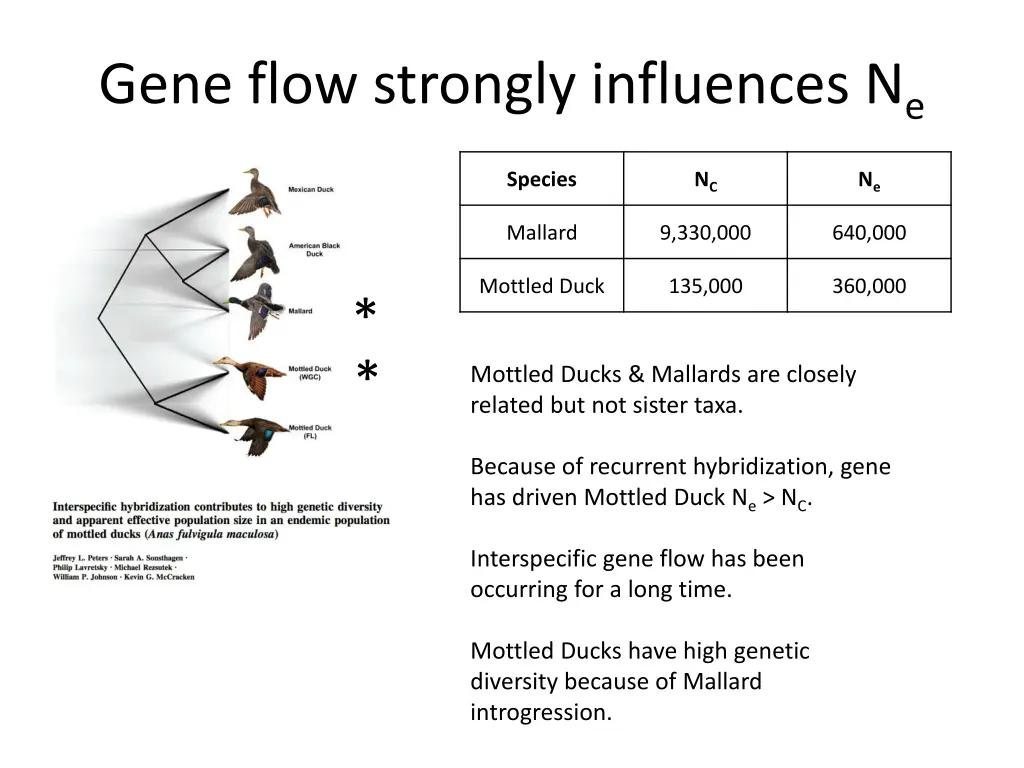 gene flow strongly influences n e