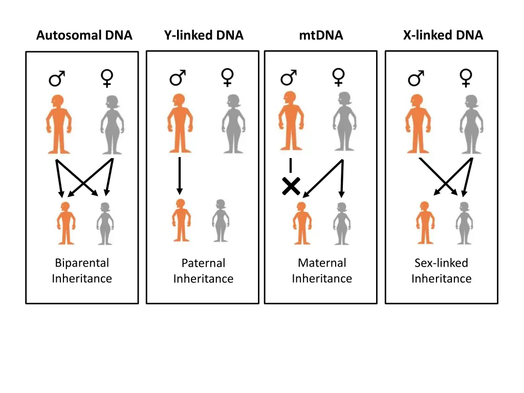 x linked dna