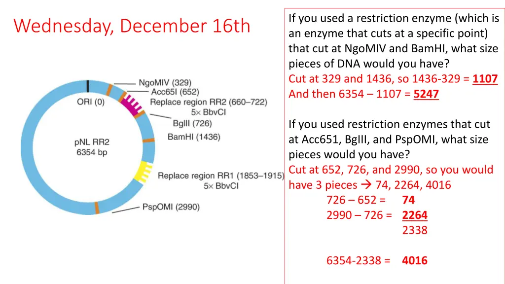 if you used a restriction enzyme which