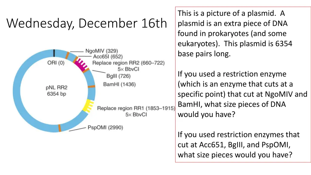 this is a picture of a plasmid a plasmid