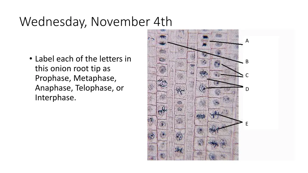 wednesday november 4th