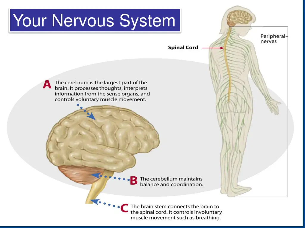 your nervous system