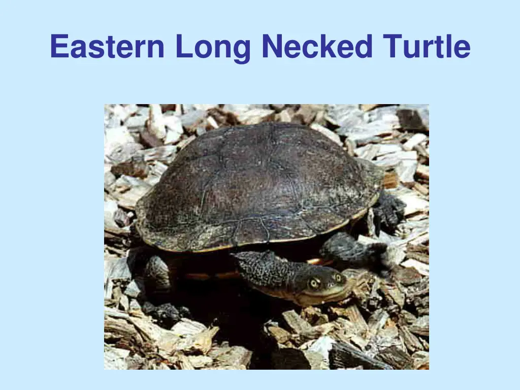 eastern long necked turtle