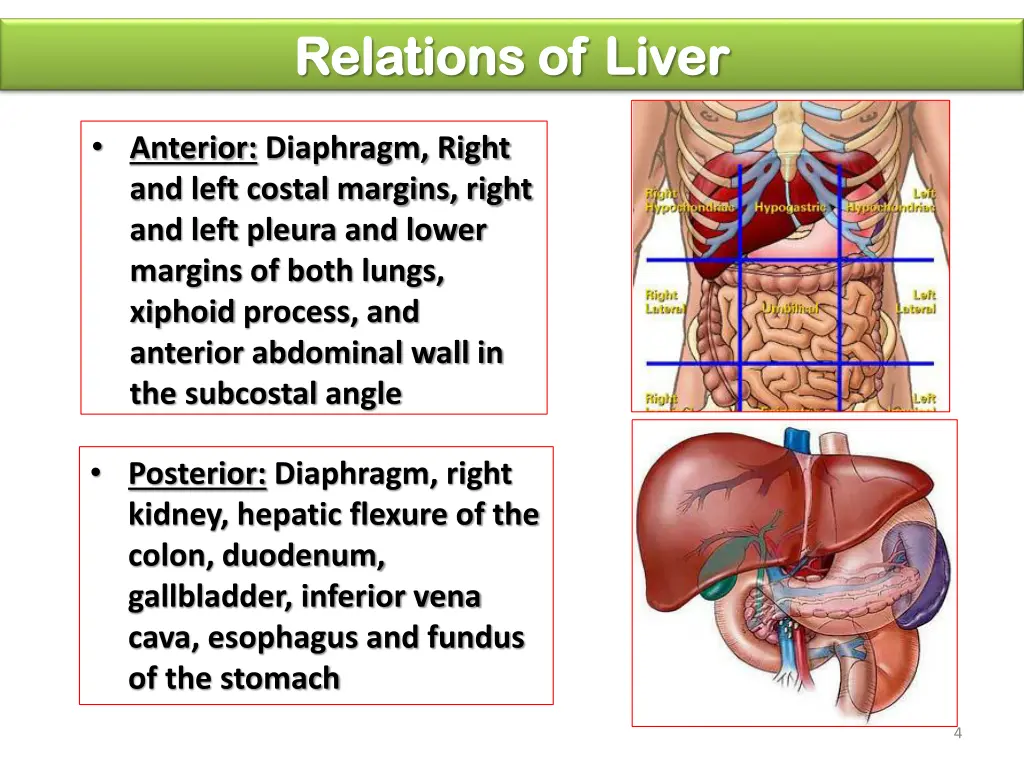 relations of liver relations of liver