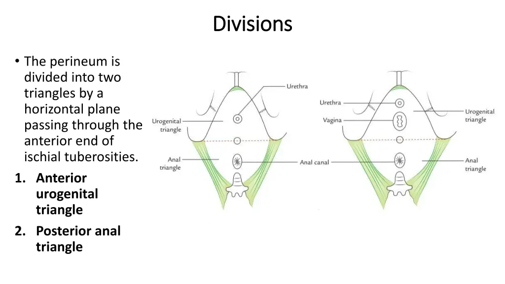 divisions divisions