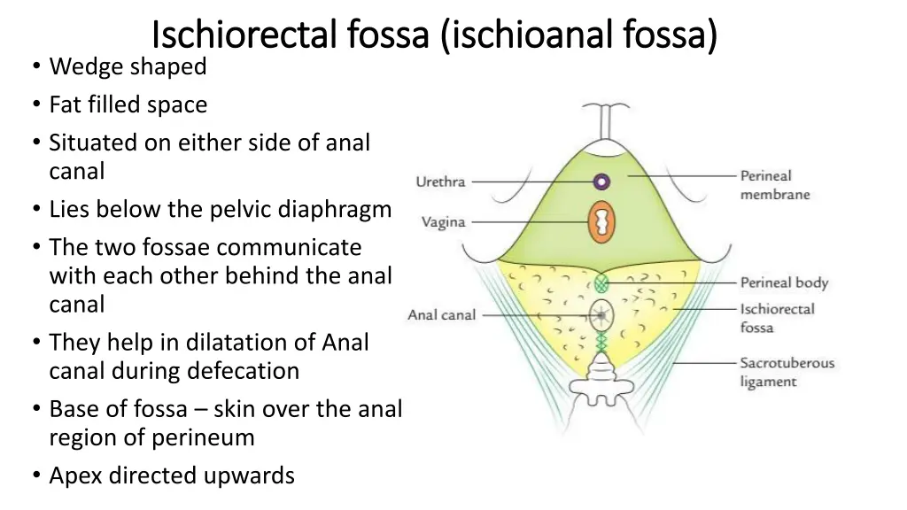 ischiorectal fossa ischioanal fossa ischiorectal