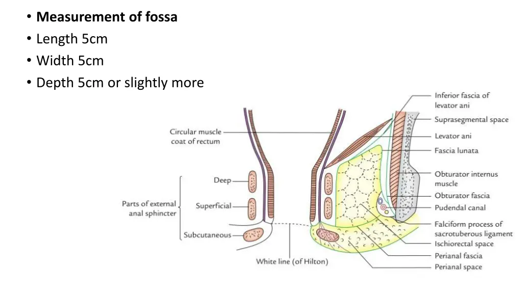 measurement of fossa length 5cm width 5cm depth