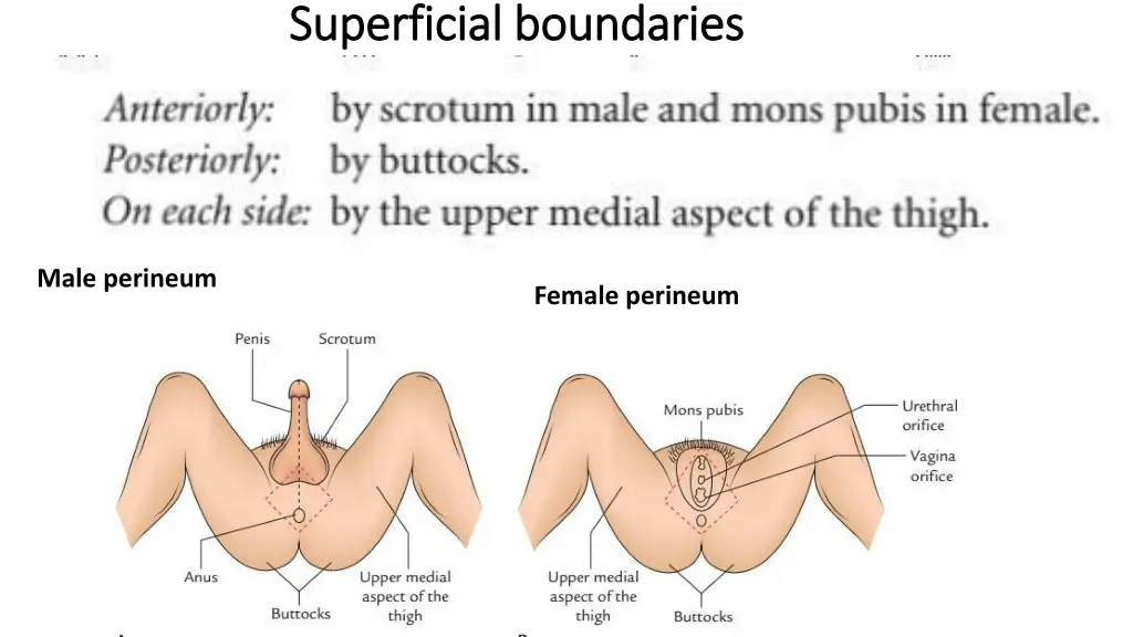 superficial boundaries superficial boundaries