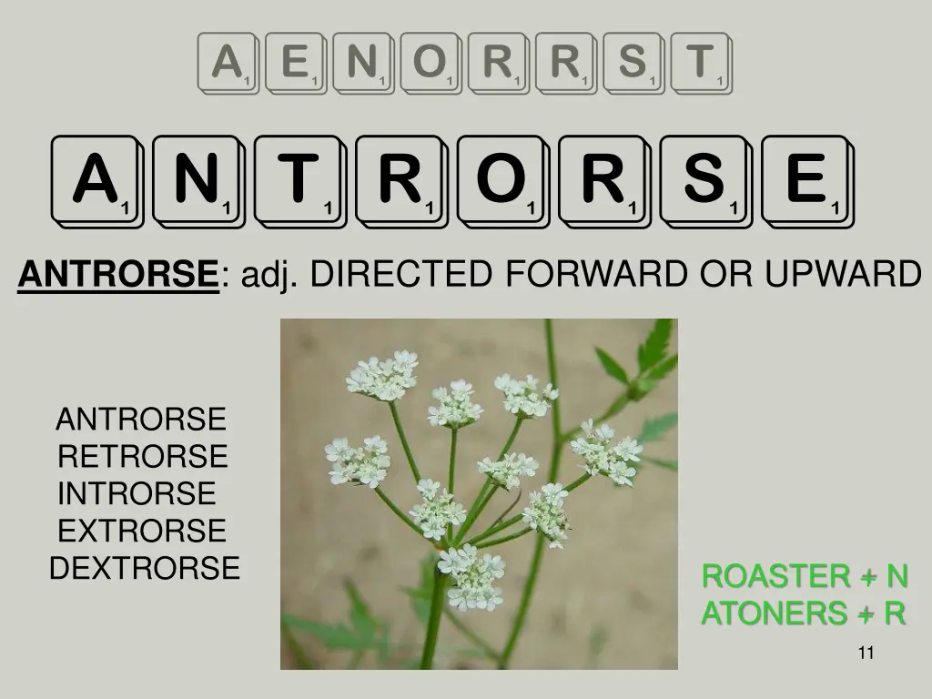aenorrst antrorse