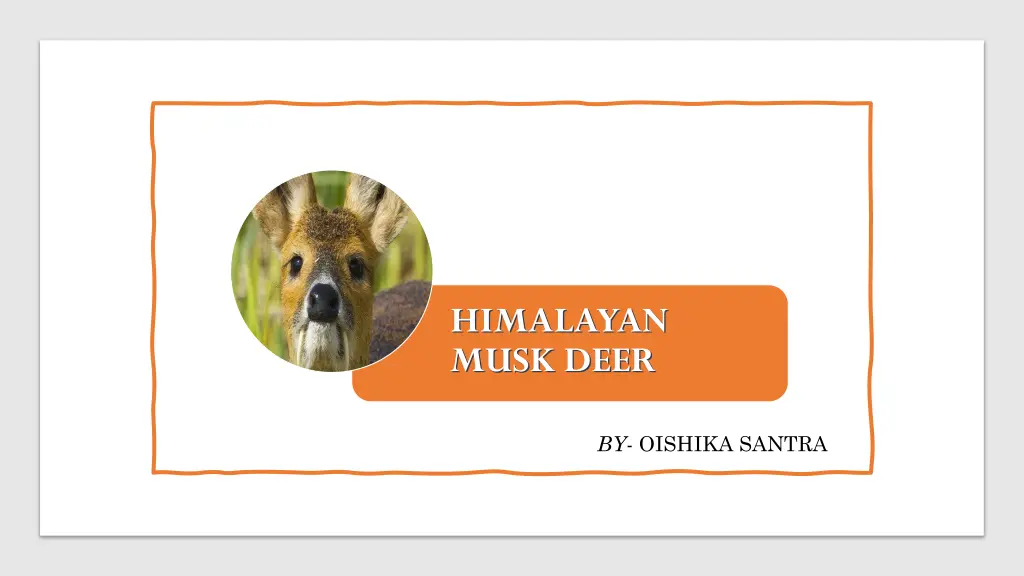 himalayan musk deer
