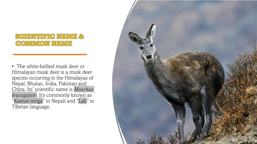 the white bellied musk deer or himalayan musk