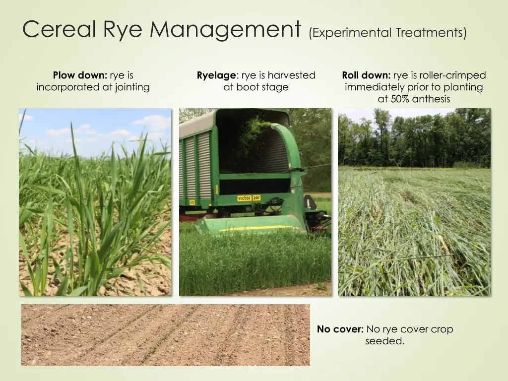 cereal rye management experimental treatments