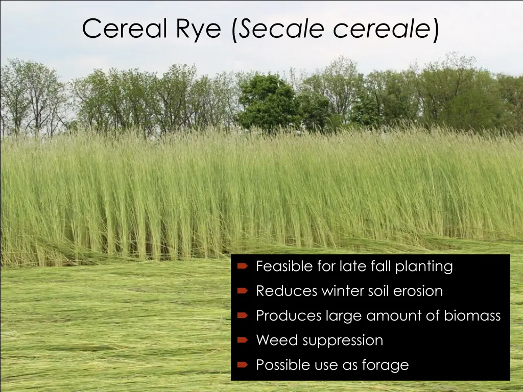 cereal rye secale cereale