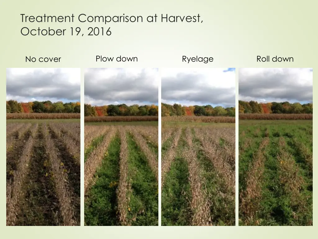 treatment comparison at harvest october 19 2016