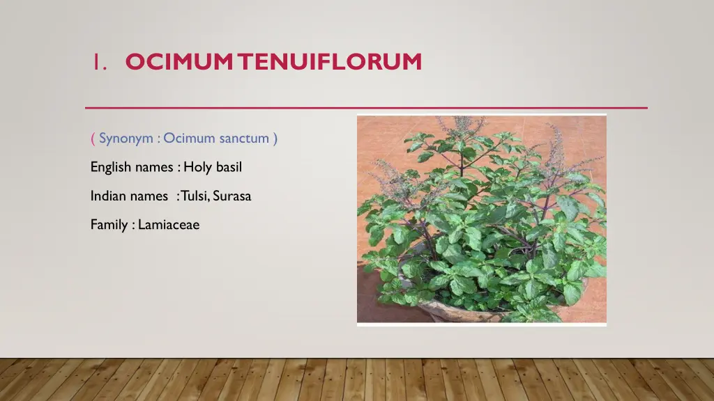 1 ocimum tenuiflorum