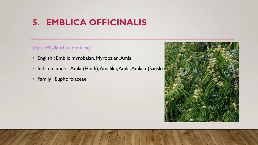 5 emblica officinalis