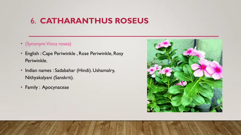 6 catharanthus roseus