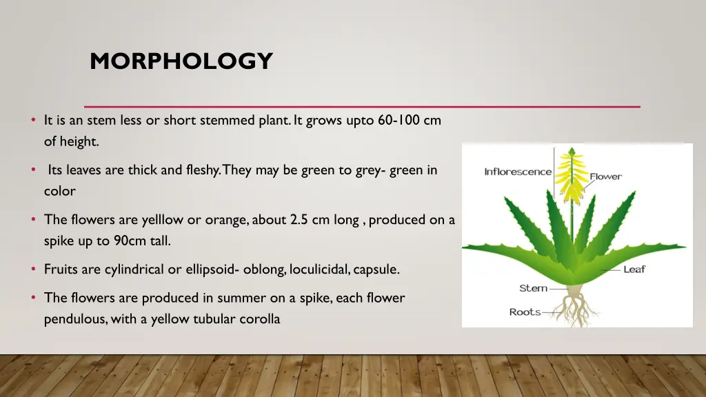 morphology 2