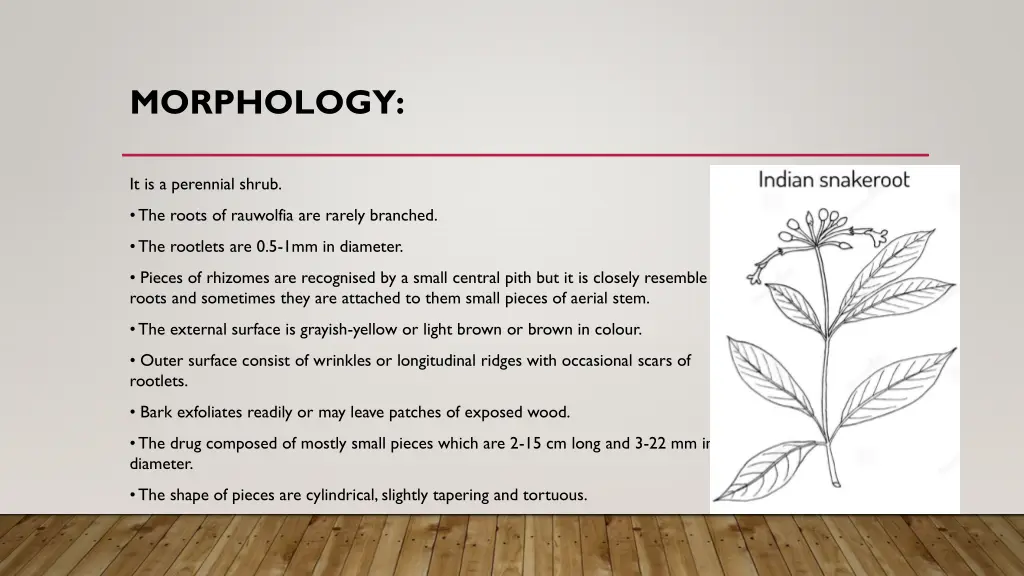 morphology 3