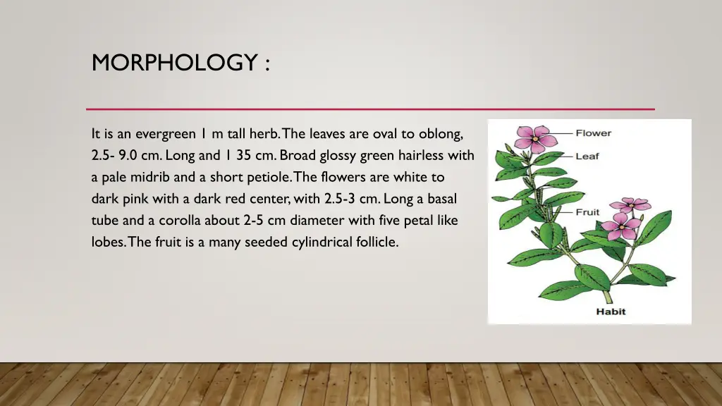 morphology 5