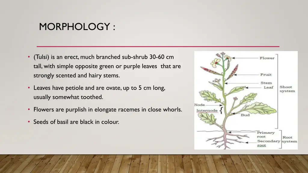 morphology
