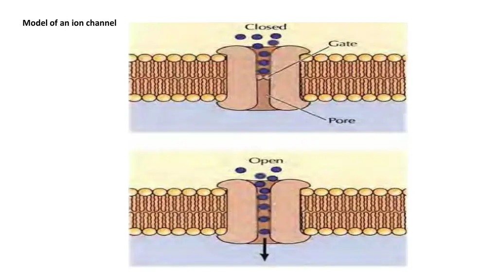 model of an ion channel