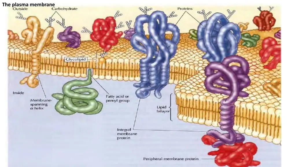 the plasma membrane