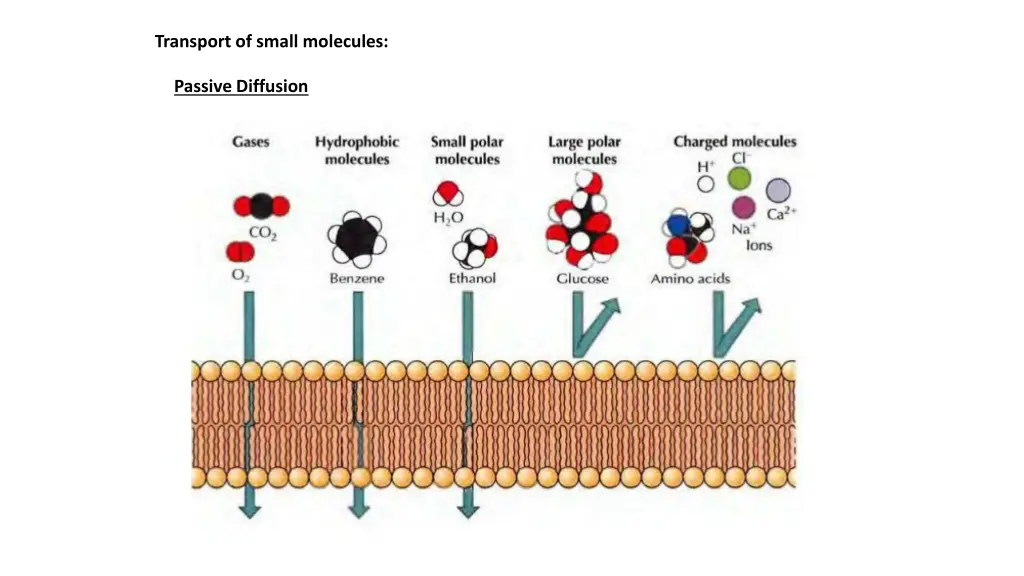transport of small molecules