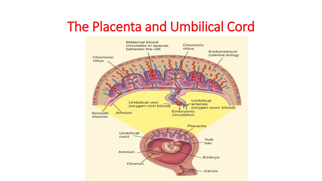 the placenta and umbilical cord the placenta