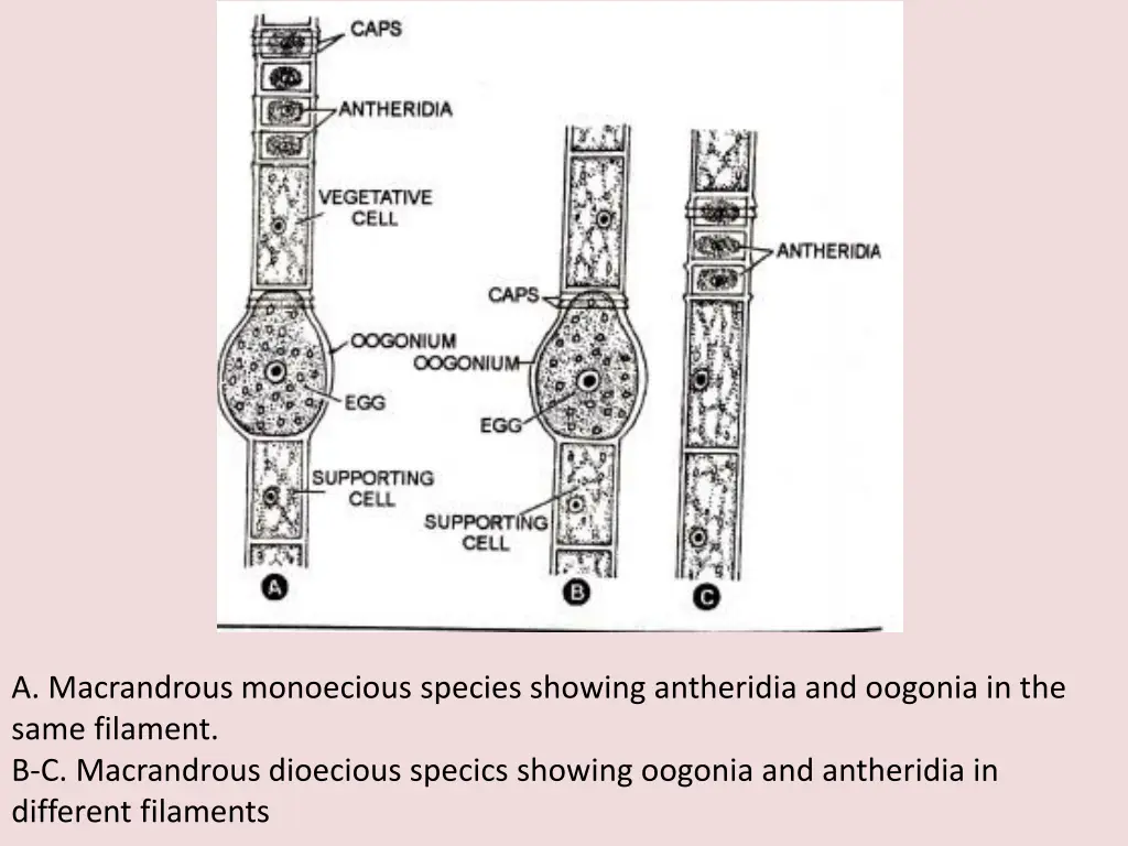 a macrandrous monoecious species showing
