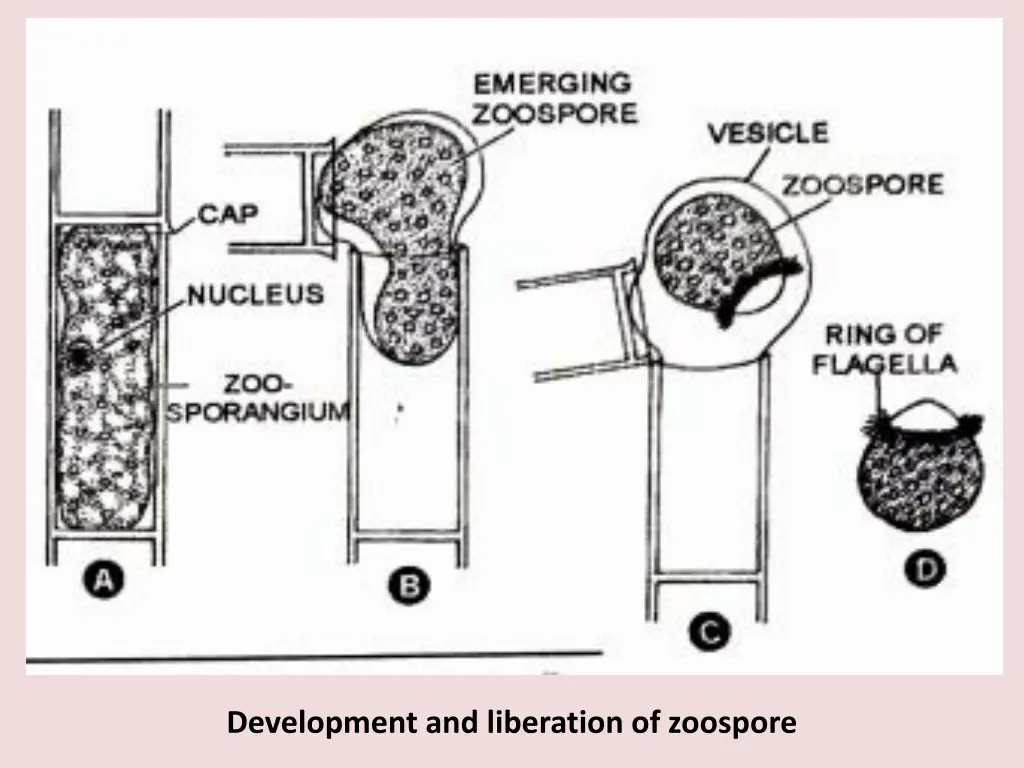development and liberation of zoospore