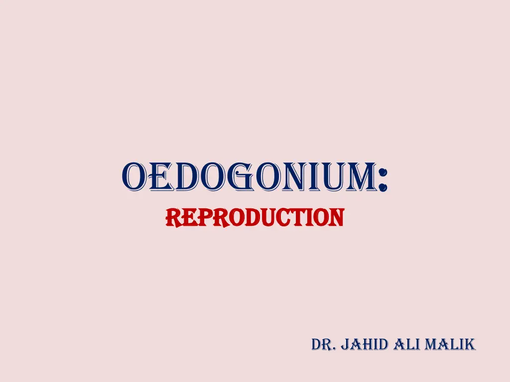 oedogonium reproduction reproduction