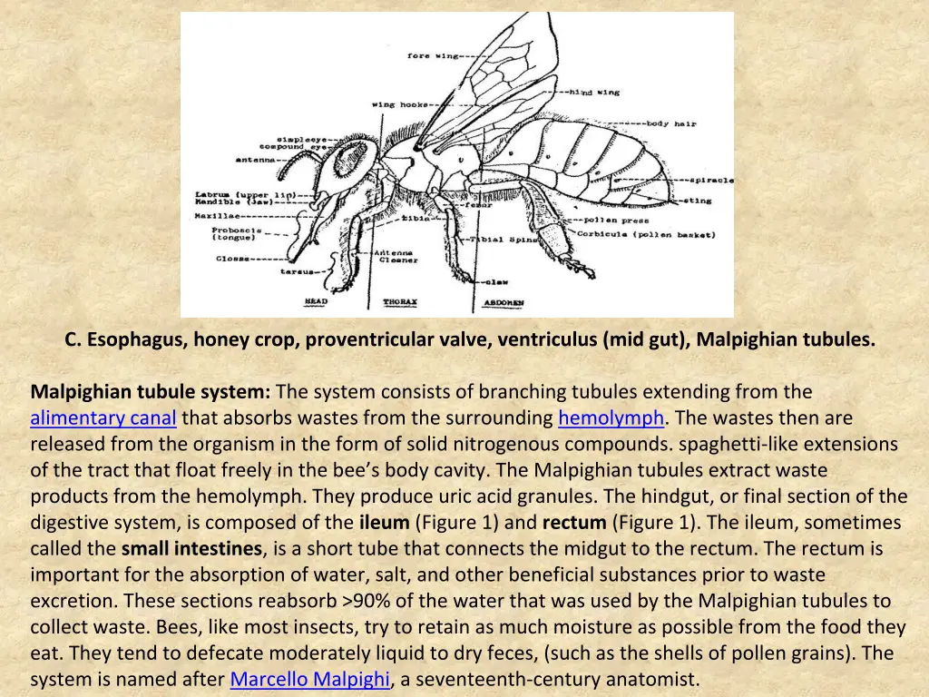 c esophagus honey crop proventricular valve