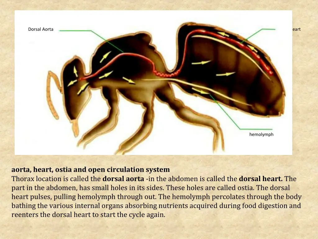 dorsal aorta