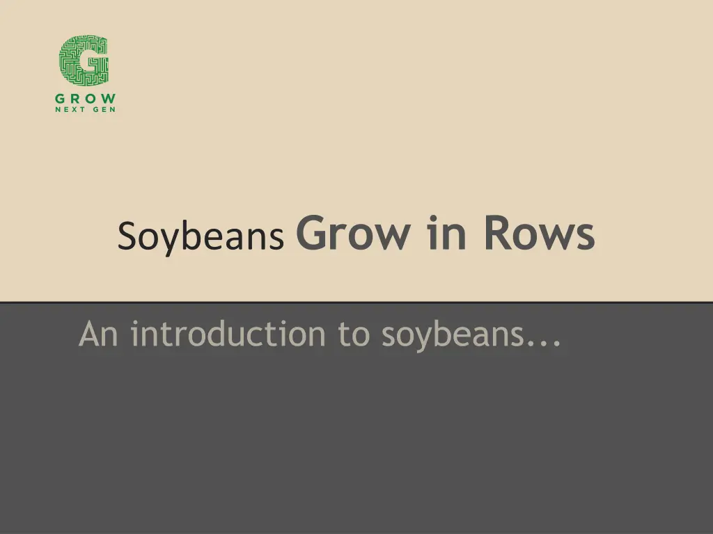 soybeans grow in rows