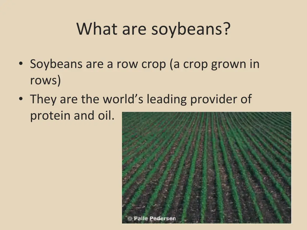 what are soybeans