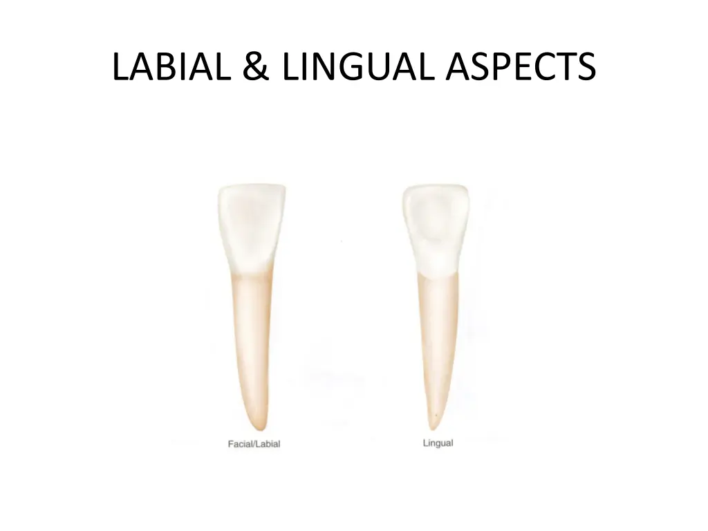 labial lingual aspects