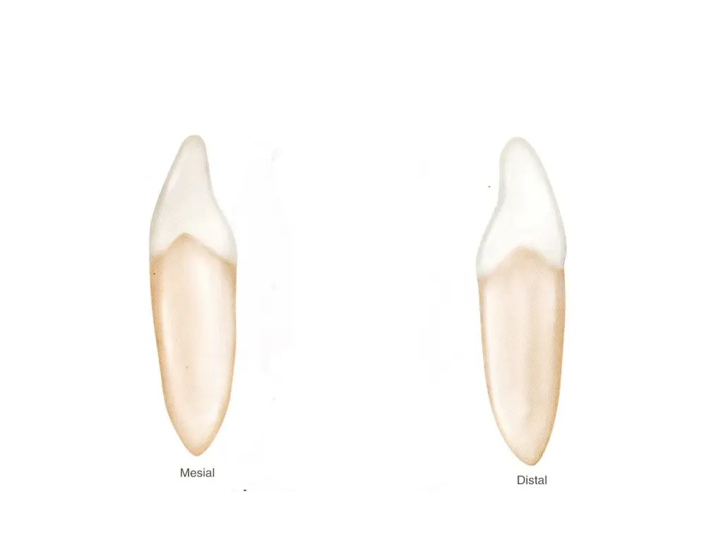 slide8