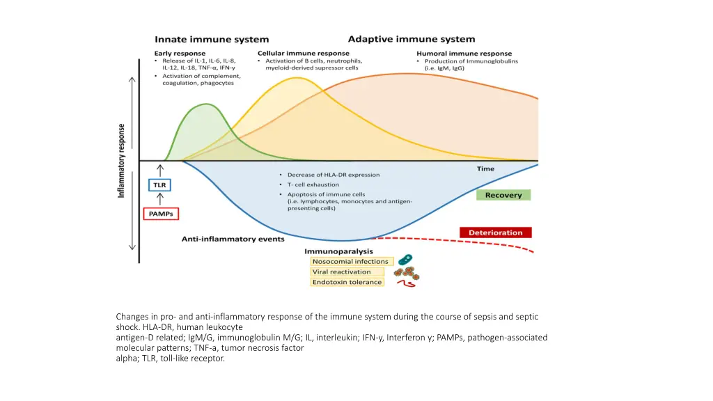 changes in pro and anti inflammatory response