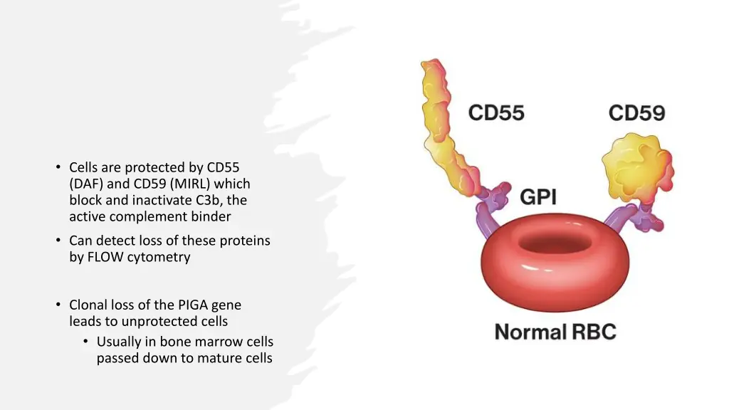 cells are protected by cd55 daf and cd59 mirl