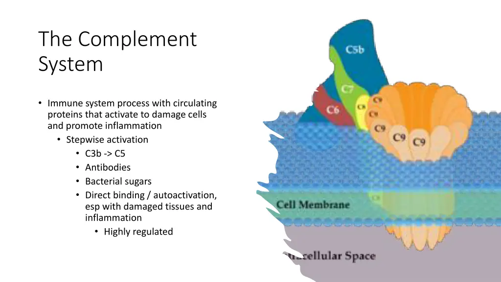 the complement system