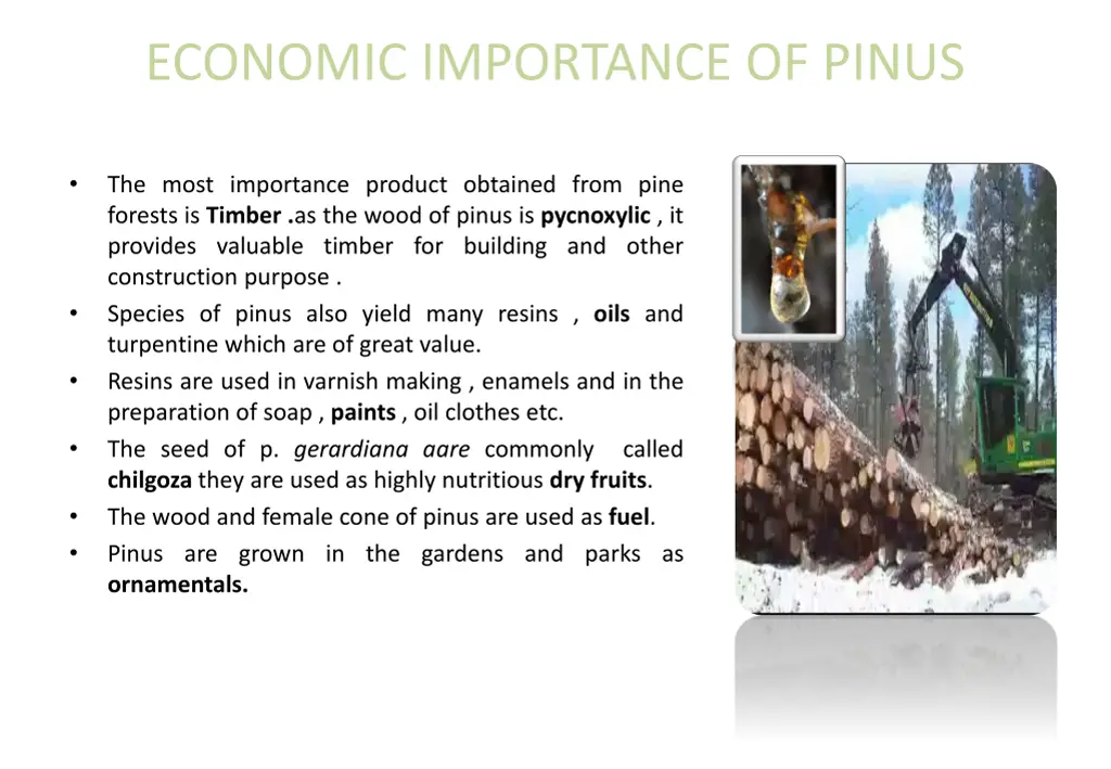 economic importance of pinus