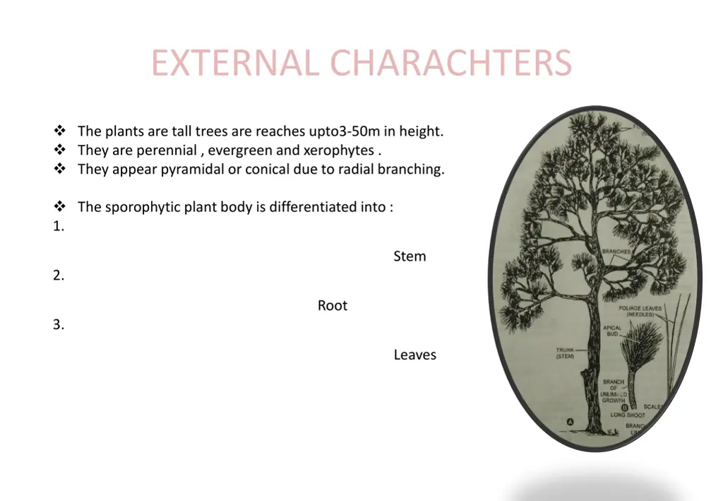 external charachters