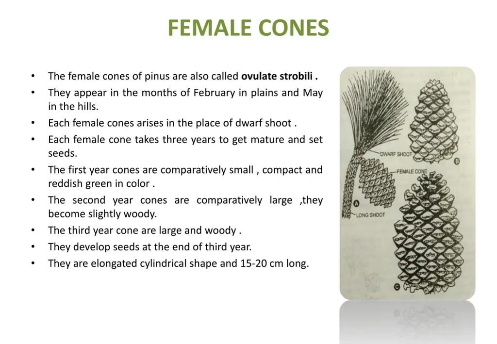 female cones