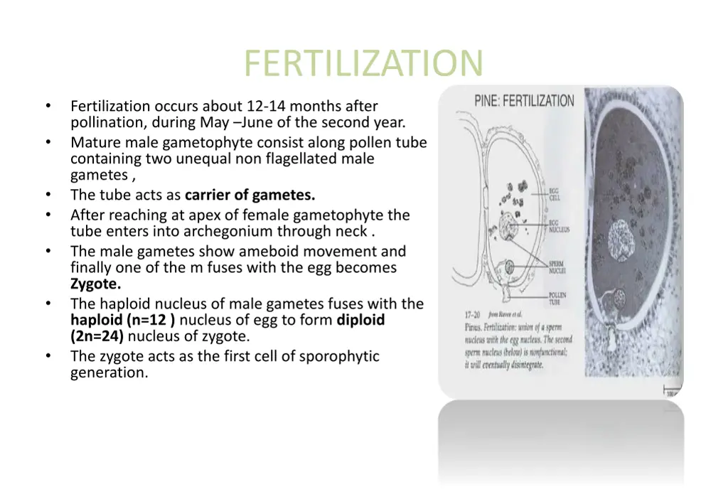 fertilization