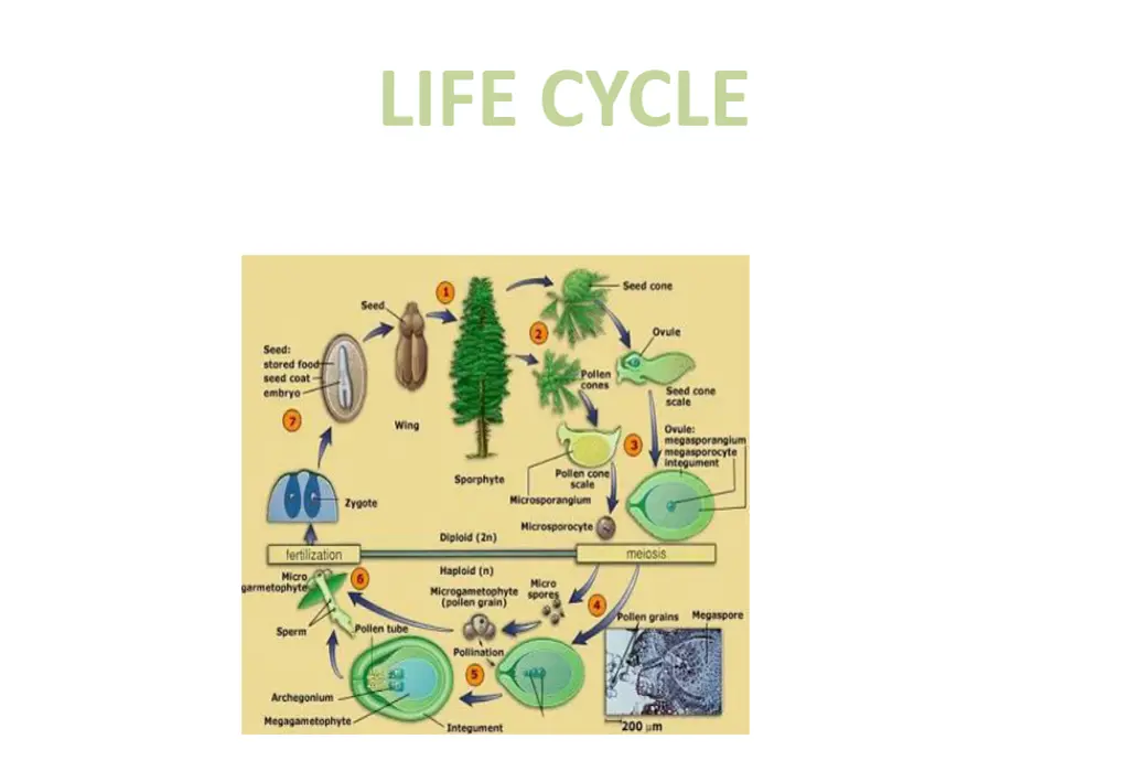 life cycle