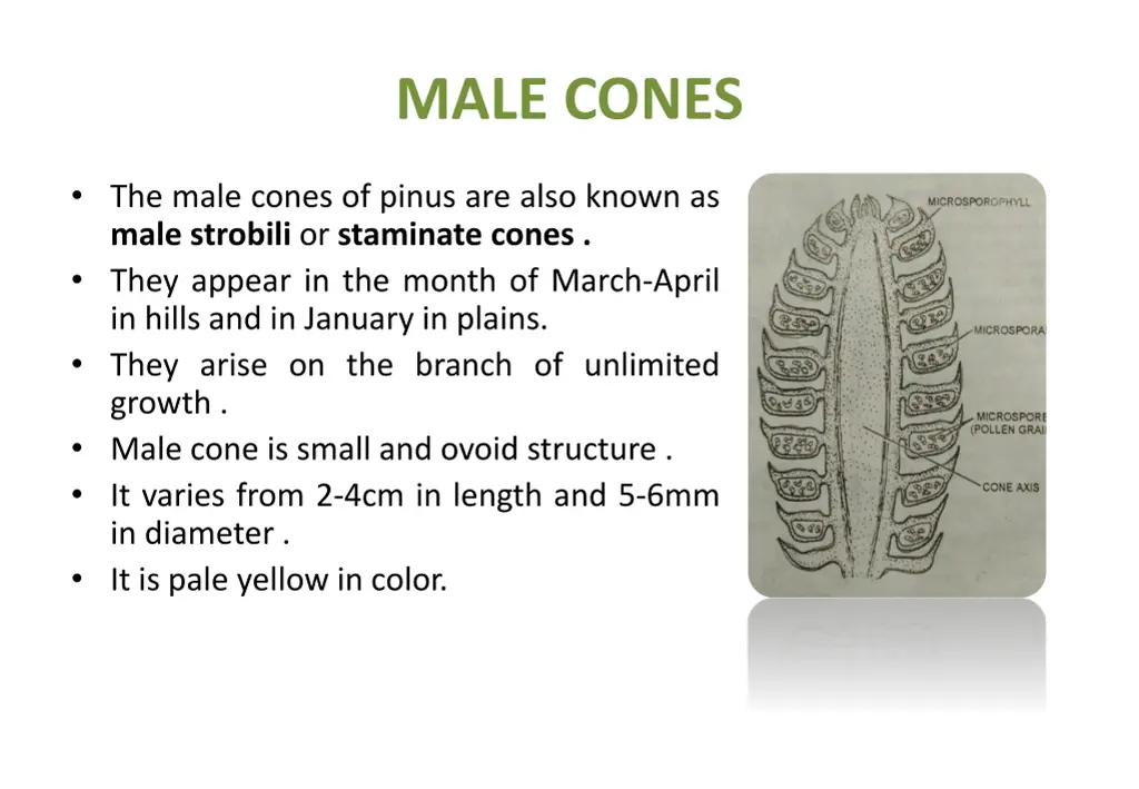 male cones